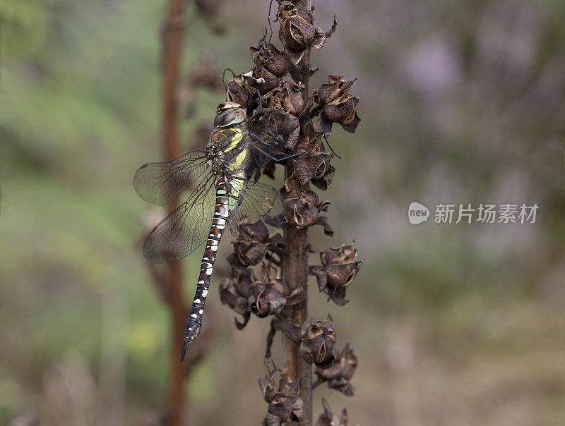 流动小贩蜻蜓。Aeshna mixta